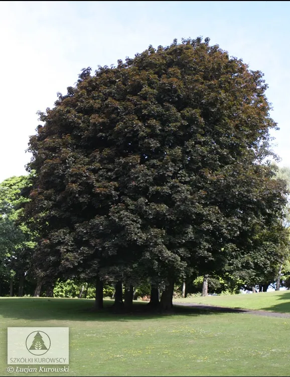 Augi pilsētas apstādījumiem